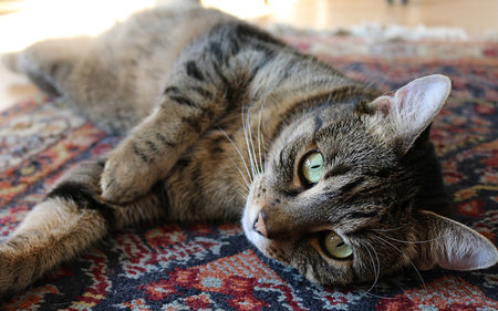 Give a Luxury Touch to Your Home with Persian Rugs